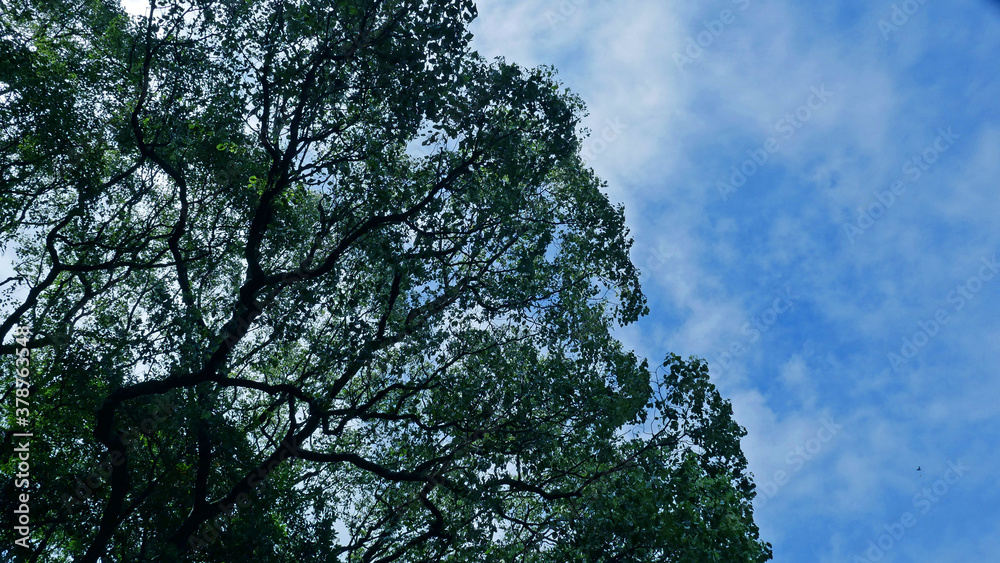 Obraz premium 見上げた空と木