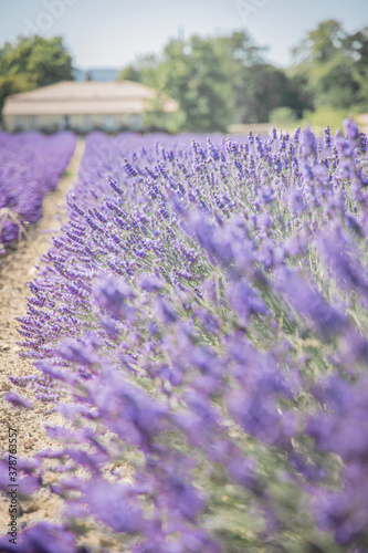 Provence Drome lavender close up with house