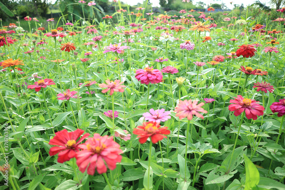 Flowers zinnia elegans in the garden