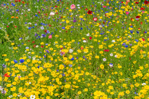 Various wild flowers bloosoms in the meadow