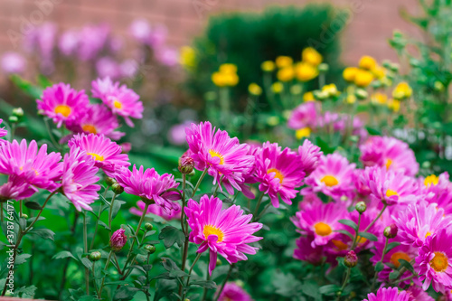 Lilac chrysanthemum flowers in the flower garden at home. Abundant flowering in autumn. Beauty in the yard at home.