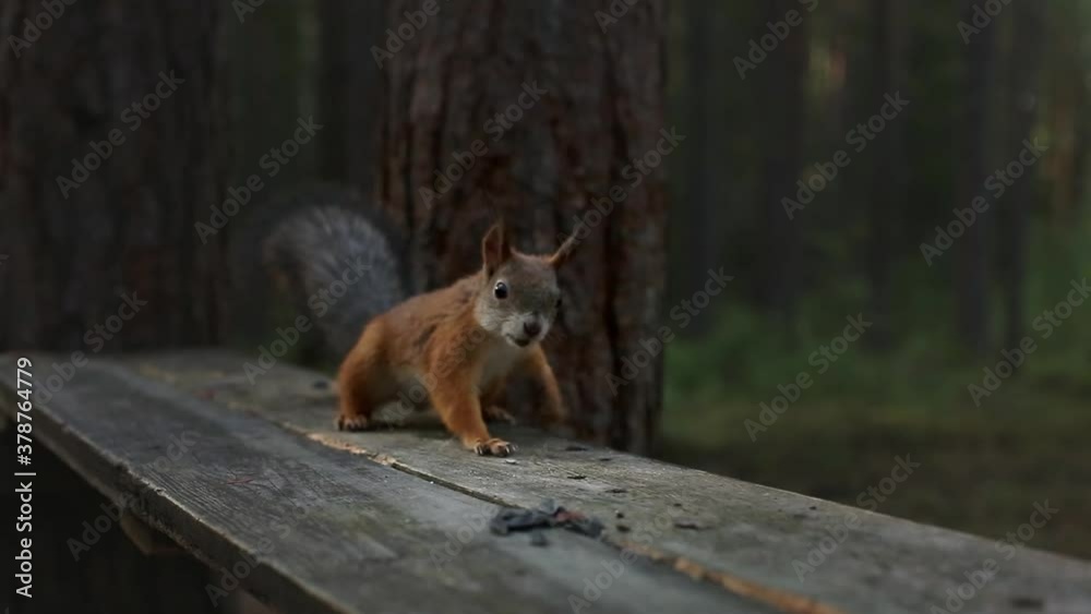 A ginger fluffy squirrel in the park comes down from a tree, eats seeds and runs away. Squirrel close-up. A ginger fluffy squirrel in the park comes down from a tree, eats seeds and runs away. Squirrel close-up.