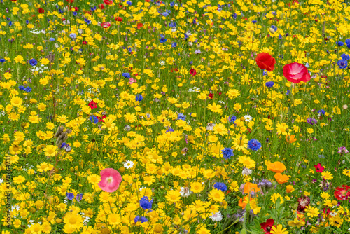 Various wild flowers bloosoms in the meadow photo