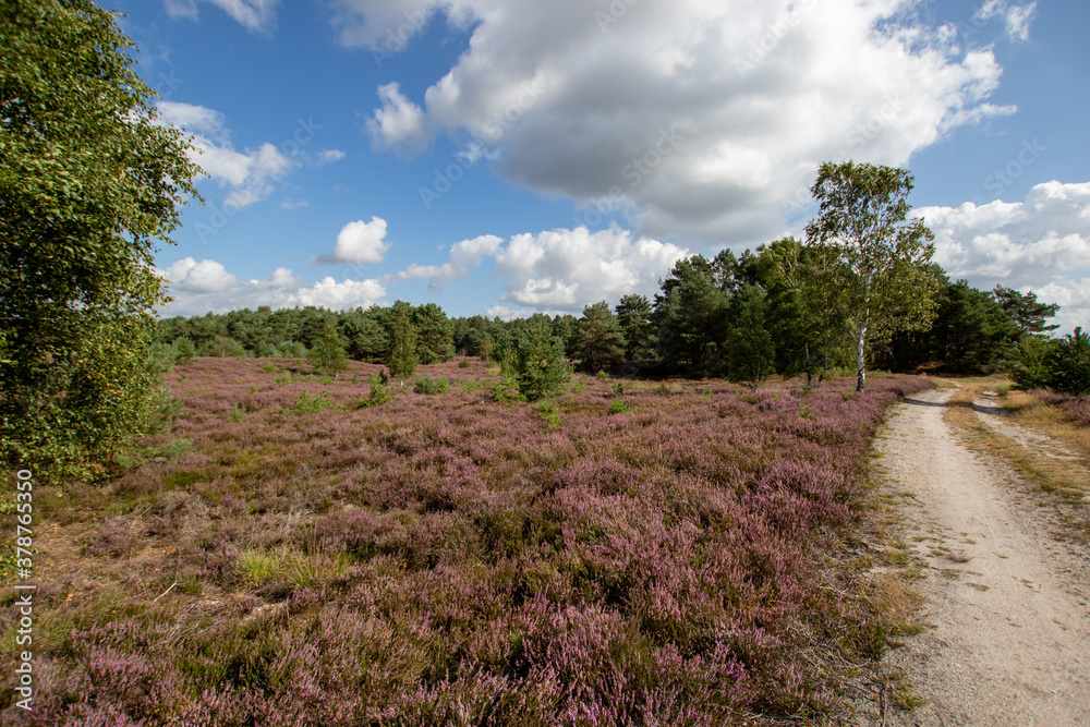 Obraz premium Heide wandern 6