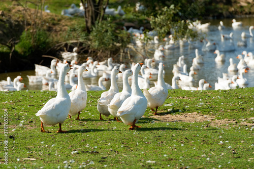 White geese on a summer day at the farm lake