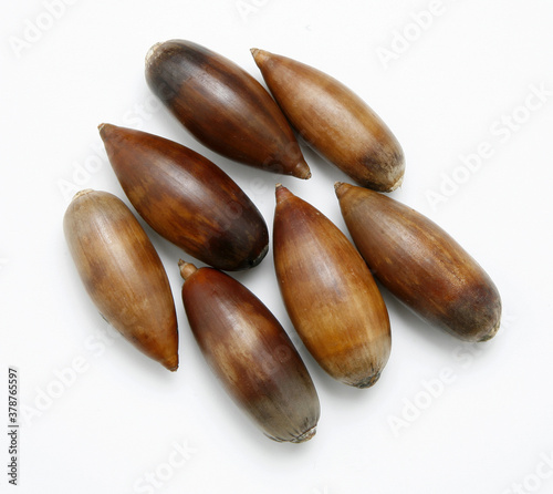 Group of acorns isolated on a white background
