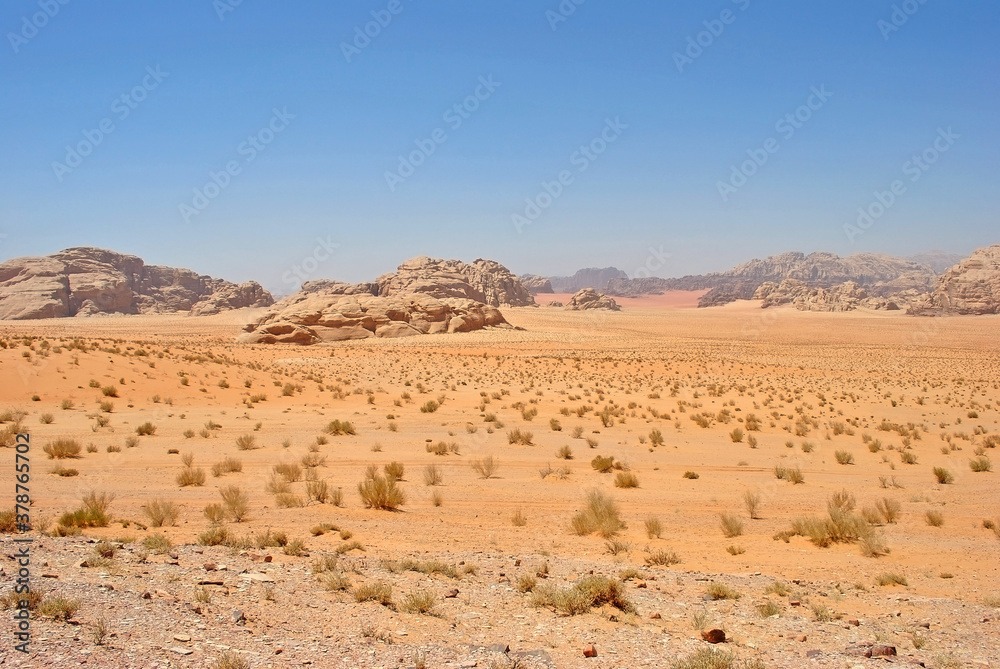 Panoramic view on the sands and vegetaion of the desert