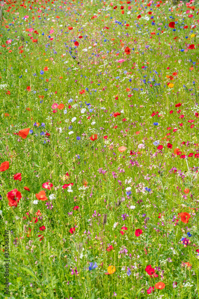 Various wild flowers bloosoms in the meadow