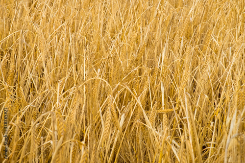Wheat field. Ears of golden wheat. Harvest concept