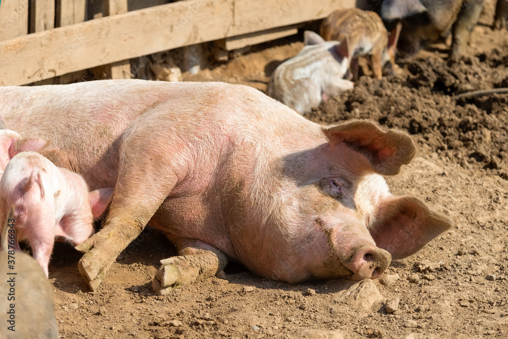 Pig mother with her little piglets in the pen at the farm Pig mother with her little piglets in the pen at the farm