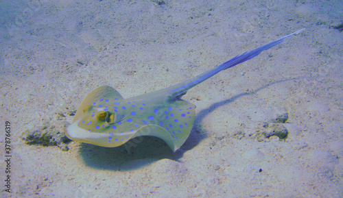 Beautiful Blue Spotted Stingray In The Red Sea In Egypt. Blue Water. Relaxed, Hurghada, Sharm El Sheikh,Animal, Scuba Diving, Ocean, Under The Sea, Underwater, Snorkeling, Tropical Paradise.