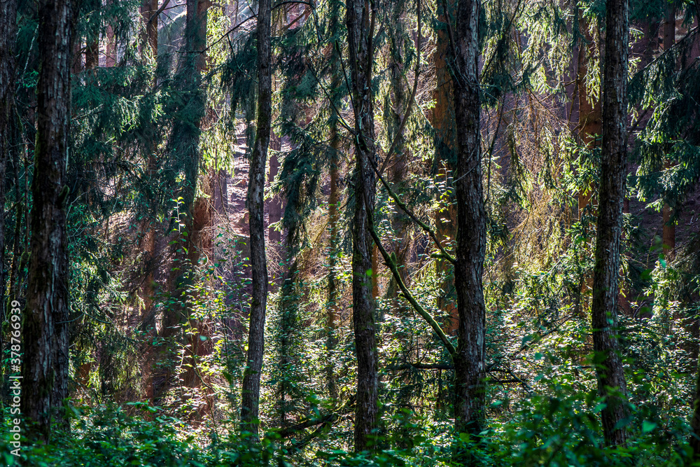 Fototapeta premium Forest in late summer with backlight