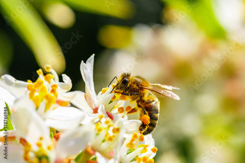 Bee: Honey Bee collecting pollen on wild flowers. Closeup details of small insect. Endangered wildlife in the UK. Natural background.