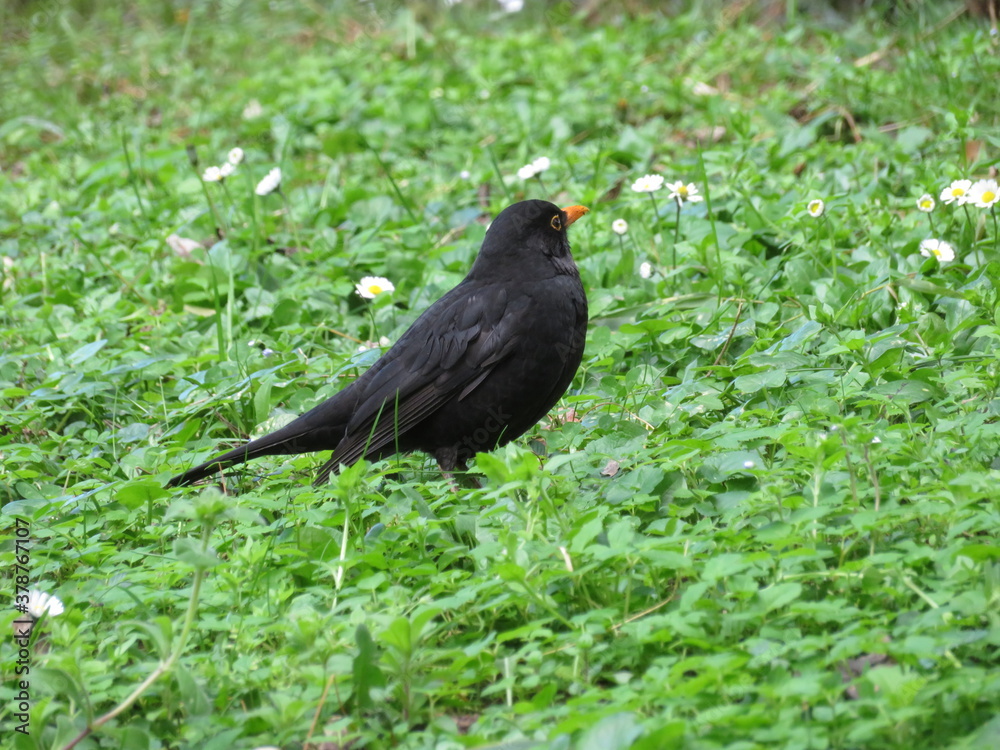 Beautiful bird in the grass, enjoying the sunshine Beautiful bird in the grass, enjoying the sunshine