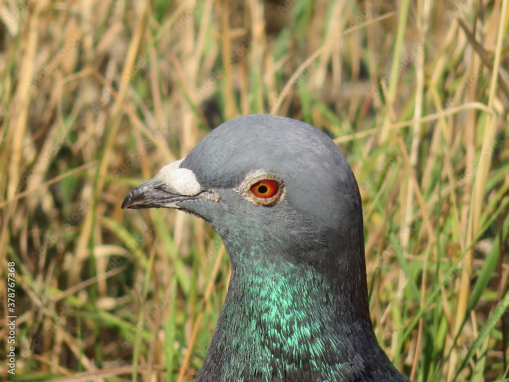 Fototapeta premium beautiful pigeon posing for photo with intense colors