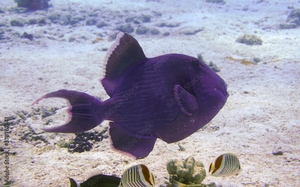 Beautiful Trigger Fish Triggerfish Swimming In The Red Sea In Egypt