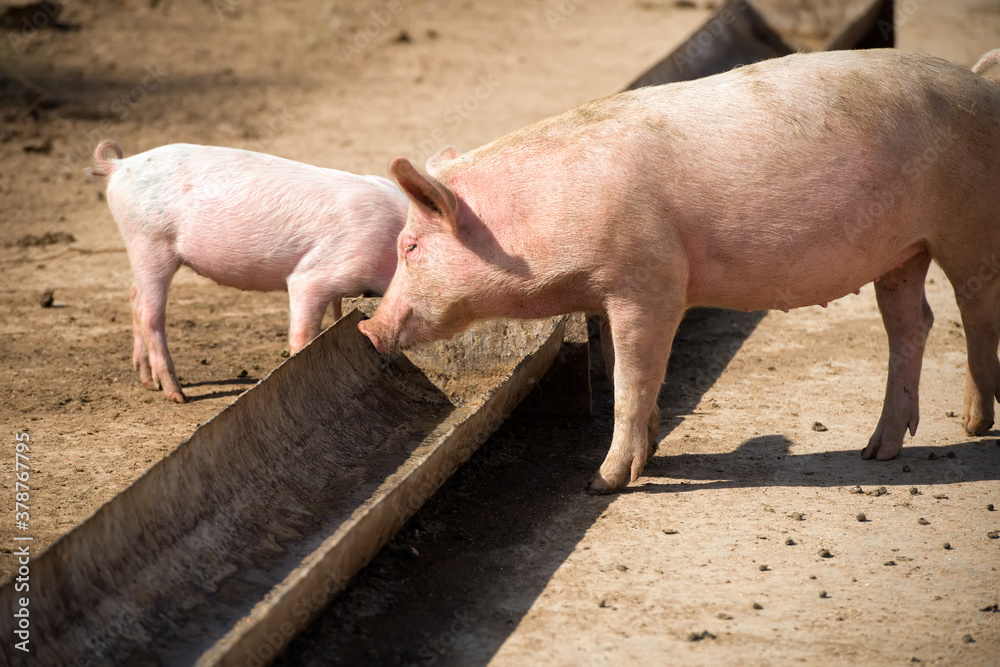 Little piglets near the feeder on a livestock farm on a summer day Little piglets near the feeder on a livestock farm on a summer day
