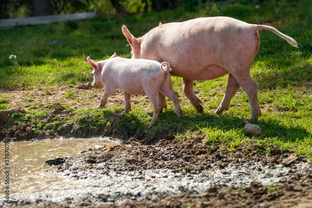 Little piglets on a livestock farm on a summer day Little piglets on a livestock farm on a summer day