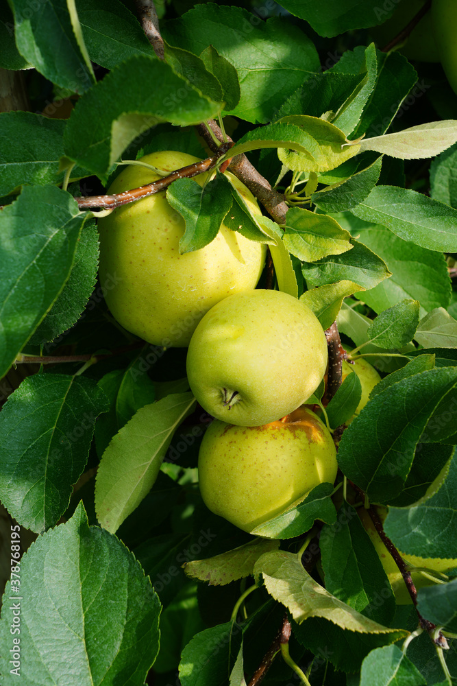 Fresh apples growing on trees at an apple orchard Fresh apples growing on trees at an apple orchard