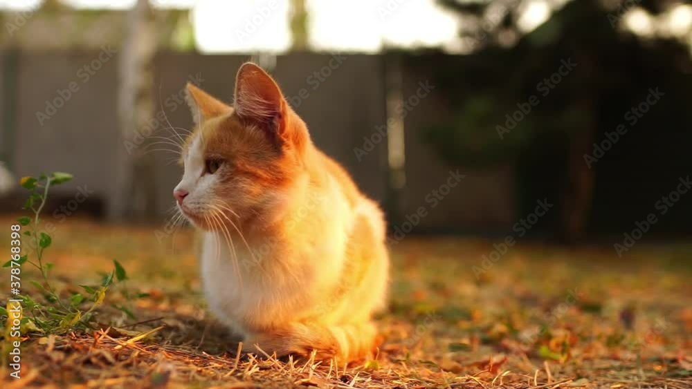 cute ginger white fluffy cat rest in sunset autumn garden.