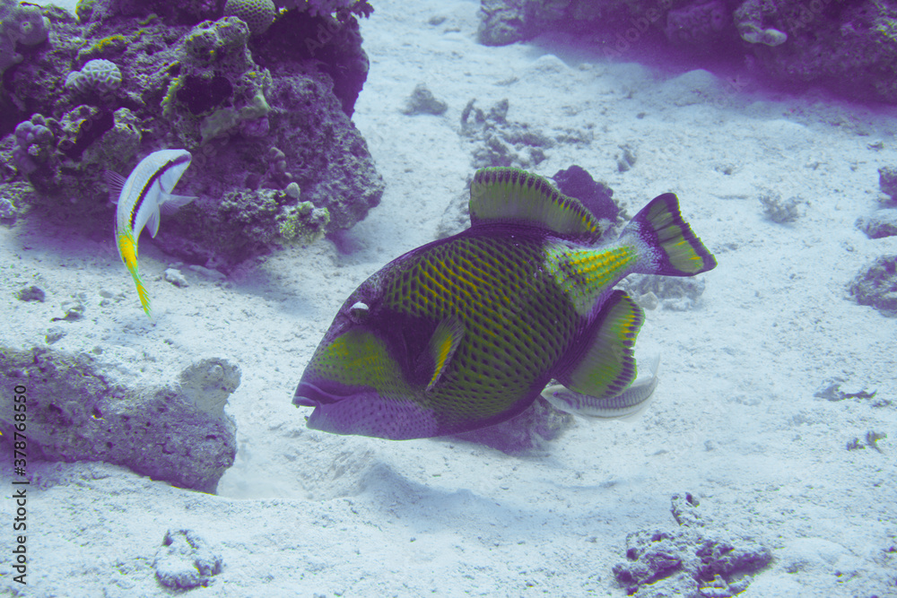 Beautiful Trigger Fish Triggerfish Swimming In The Red Sea In Egypt