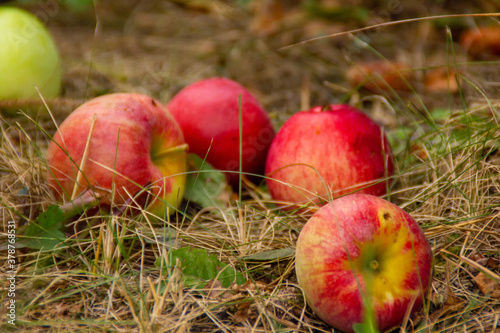 red apples in the grass © Tia Gata