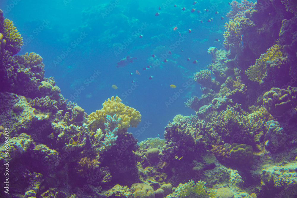 Obraz premium Beautiful Coral Reef With Many Fishes In The Red Sea In Egypt. Colorful, Blue Water, Hurghada, Sharm El Sheikh,Animal, Scuba Diving, Ocean, Under The Sea, Underwater, Snorkeling, Tropical Paradise,