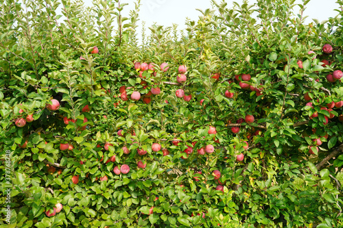 Fresh apples growing on trees at an apple orchard