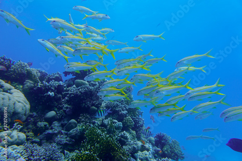 Beautiful Fish Swimming In The Red Sea In Egypt. Blue Water. Relaxed, Hurghada, Sharm El Sheikh,Animal, Scuba Diving, Ocean, Under The Sea, Underwater Photography, Snorkeling, Tropical Paradise.