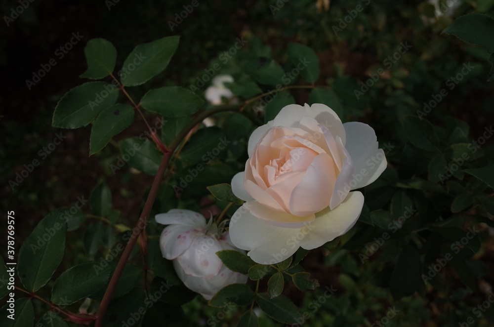 Cream Flower of Rose 'Lichfield Angel' in Full Bloom
Cream Flower of Rose 'Lichfield Angel' in Full Bloom