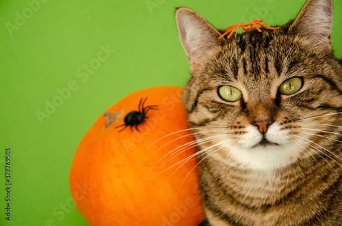 Close-up muzzle of cat on blurred background of pumpkin with spiders isolated on green. Halloween concept. Festival concept. Tabby cat with decor spider on its head with copy space.