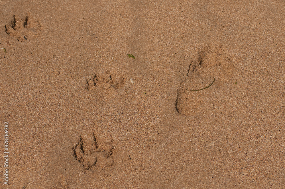 Dog and human footstep prints close together in wet sea sand Dog and human footstep prints close together in wet sea sand