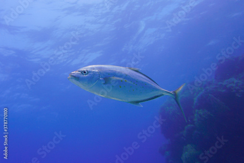 Beautiful Tuna Fish Swimming In The Red Sea In Egypt. Blue Water. Relaxed, Hurghada, Sharm El Sheikh,Animal, Scuba Diving, Ocean, Under The Sea, Underwater Photography, Snorkeling, Tropical Paradise.
