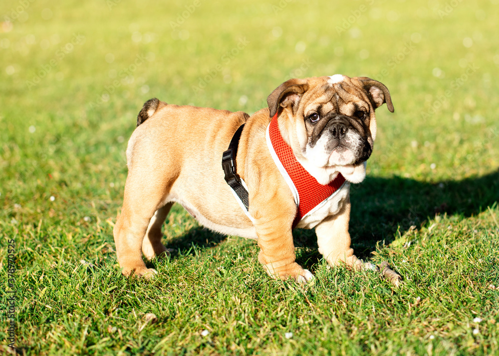 Puppy of Red English Bulldog in red harness out for a walk standing on the  grass in Summer