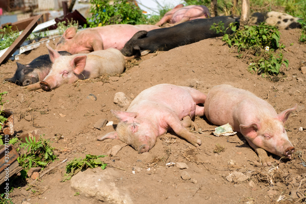 Piglets on a summer day at the farm are sleeping