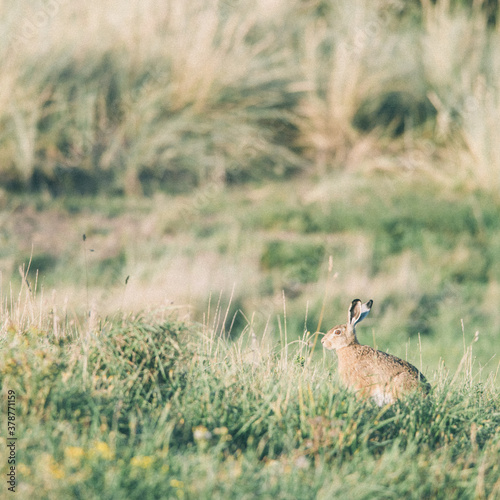 Fototapeta Naklejka Na Ścianę i Meble -  Wild hare in the grass dunes during the sunset on Ameland in the Netherlands, Dutch wildlife, nature photo