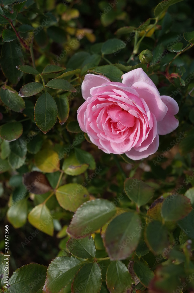 Light Pink Flower of Rose 'Lovely Meilland' in Full Bloom
Light Pink Flower of Rose 'Lovely Meilland' in Full Bloom