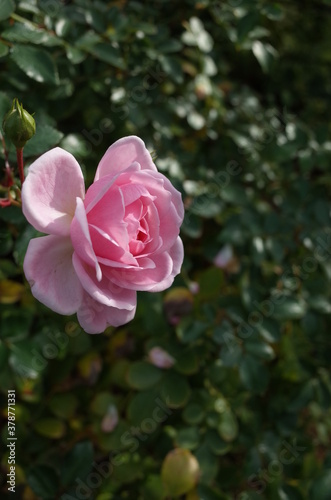 Light Pink Flower of Rose 'Lovely Meilland' in Full Bloom 