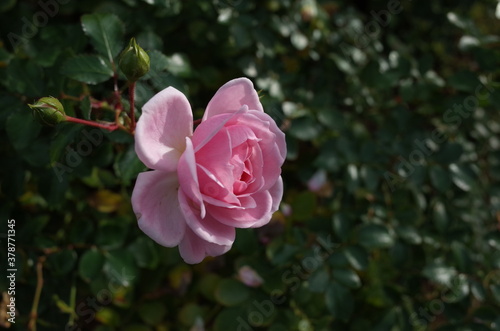 Light Pink Flower of Rose  Lovely Meilland  in Full Bloom 