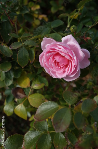 Light Pink Flower of Rose 'Lovely Meilland' in Full Bloom

