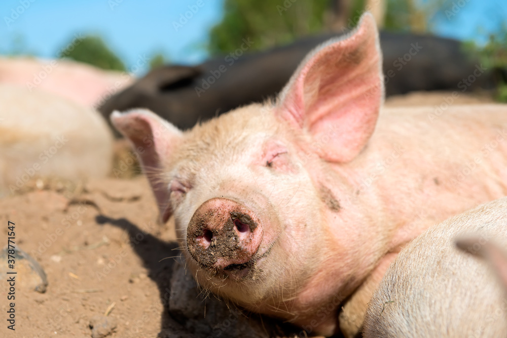 The pig on the farm sleeps and sniffs without opening his eyes The pig on the farm sleeps and sniffs without opening his eyes