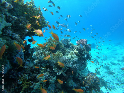 Beautiful Coral Reef With Many Goldfishes In The Red Sea In Egypt. Blue Water, Hurghada, Sharm El Sheikh,Animal, Scuba Diving, Ocean, Under The Sea, Underwater, Snorkeling, Tropical Paradise, Goldfish © Filip