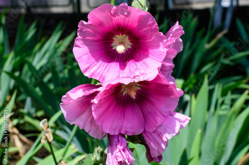 Many delicate pink magenta flowers of Althaea officinalis plant, commonly known as marsh-mallow in a British cottage style garden in a sunny summer day, beautiful outdoor floral background.