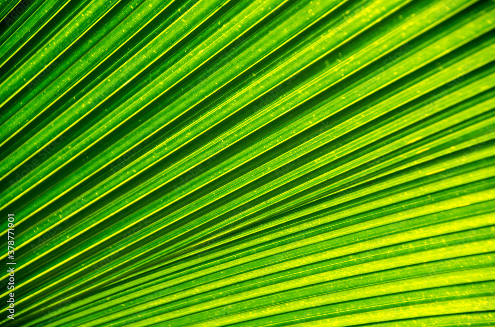 Palm branch, texture of palm leaf Palm branch, texture of palm leaf