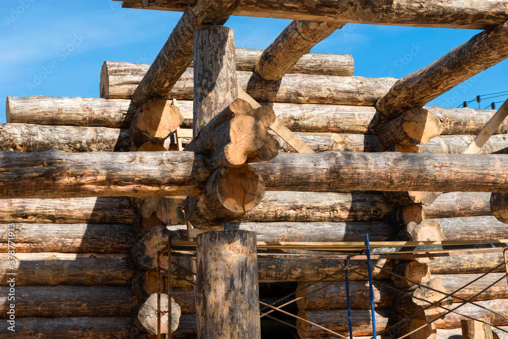 Construction of a wooden house from huge trees Construction of a wooden house from huge trees