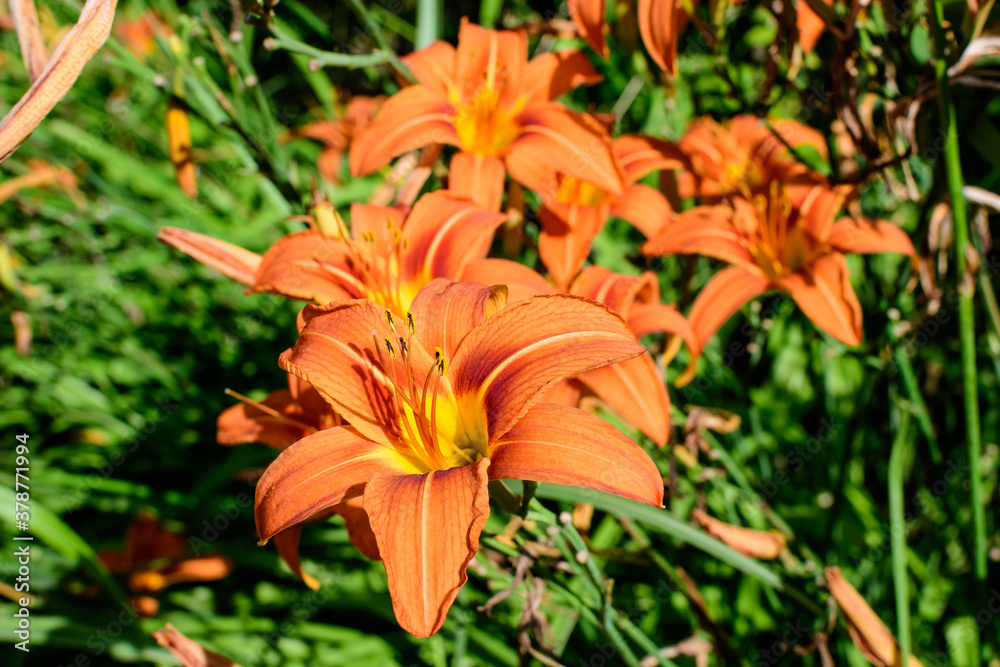 Many small vivid orange flowers of Lilium or Lily plant in a British cottage style garden in a sunny summer day, beautiful outdoor floral background photographed with soft focus.