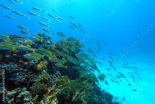 Fototapeta Naklejka Na Ścianę i Meble -  Beautiful Coral Reef With Many Fishes In The Red Sea In Egypt. Colorful, Blue Water, Hurghada, Sharm El Sheikh,Animal, Scuba Diving, Ocean, Under The Sea, Underwater, Snorkeling, Tropical Paradise,