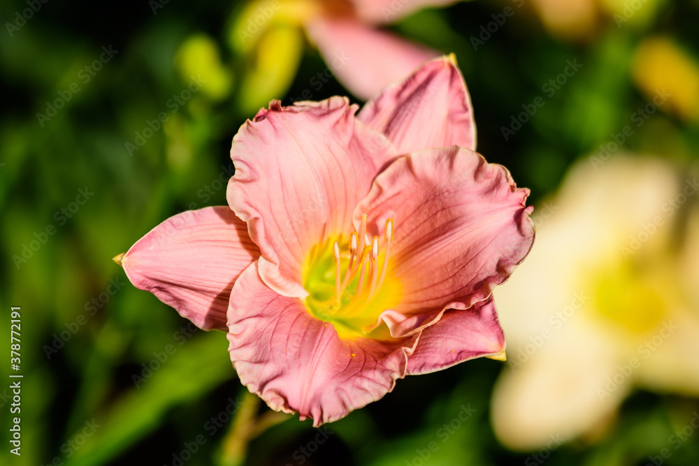 Vivid Hemerocallis Pink Playmate Daylily, Lilium or Lily plant in a British cottage style garden in a sunny summer day, beautiful outdoor background photographed with soft focus. Vivid Hemerocallis Pink Playmate Daylily, Lilium or Lily plant in a British cottage style garden in a sunny summer day, beautiful outdoor background photographed with soft focus.