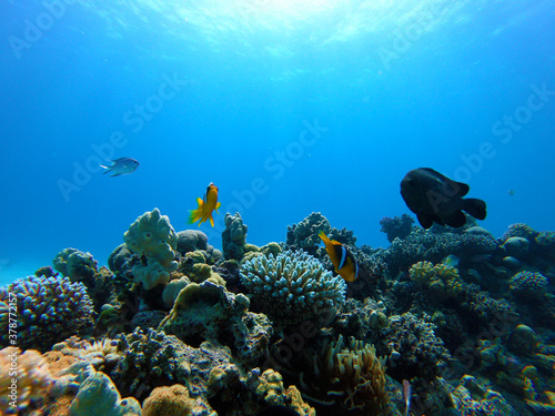 Fototapeta Naklejka Na Ścianę i Meble -  Beautiful Coral Fish Nemo Swimming In The Red Sea In Egypt. Finding Nemo, Blue Water, Hurghada, Sharm El Sheikh,Animal, Scuba Diving, Ocean, Under The Sea, Underwater,, Snorkeling, Tropical Paradise.