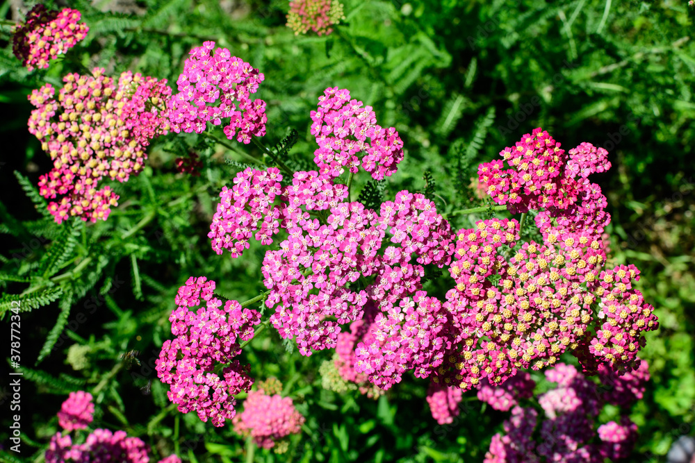 Close up of beautiful vivid pink magenta flowers of Achillea millefolium plant, commonly known as yarrow, in a garden in a sunny summer day.. Close up of beautiful vivid pink magenta flowers of Achillea millefolium plant, commonly known as yarrow, in a garden in a sunny summer day..